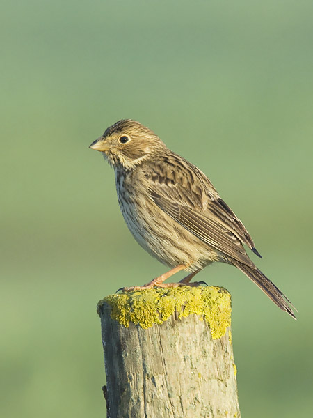 Harmaasirkku, Corn Bunting, Emberiza calandra